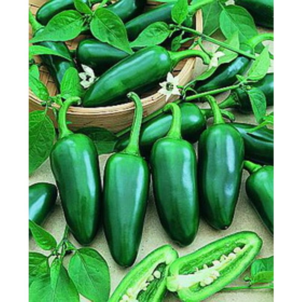 Organik Jalapeno Biber (Acı)