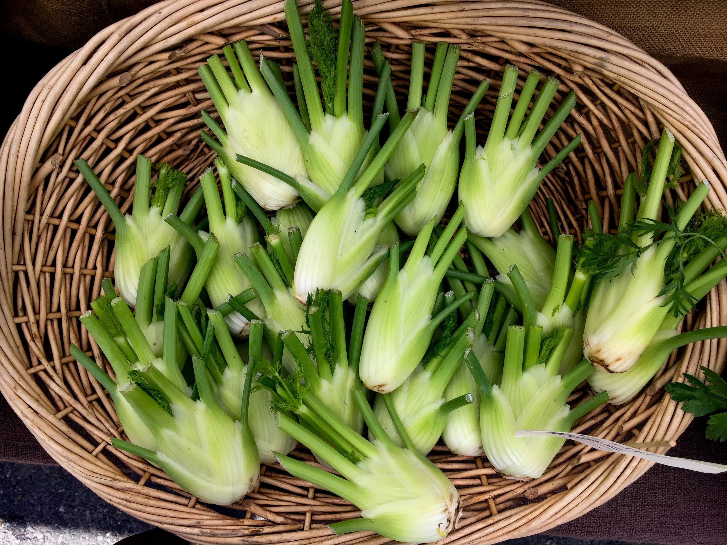 Organik Rezene (Fennel)